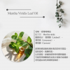 IRIYA伊麗雅植萃淨化洗髮精500ML二入組(買大送小加贈試用包)